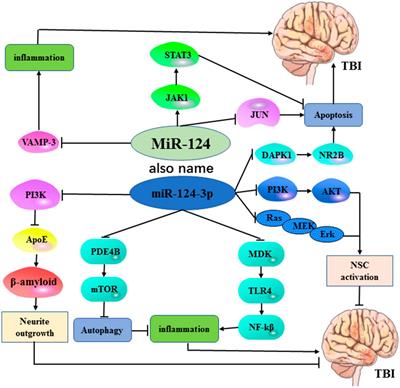 Roles of microRNA-124 in traumatic brain injury: a comprehensive review